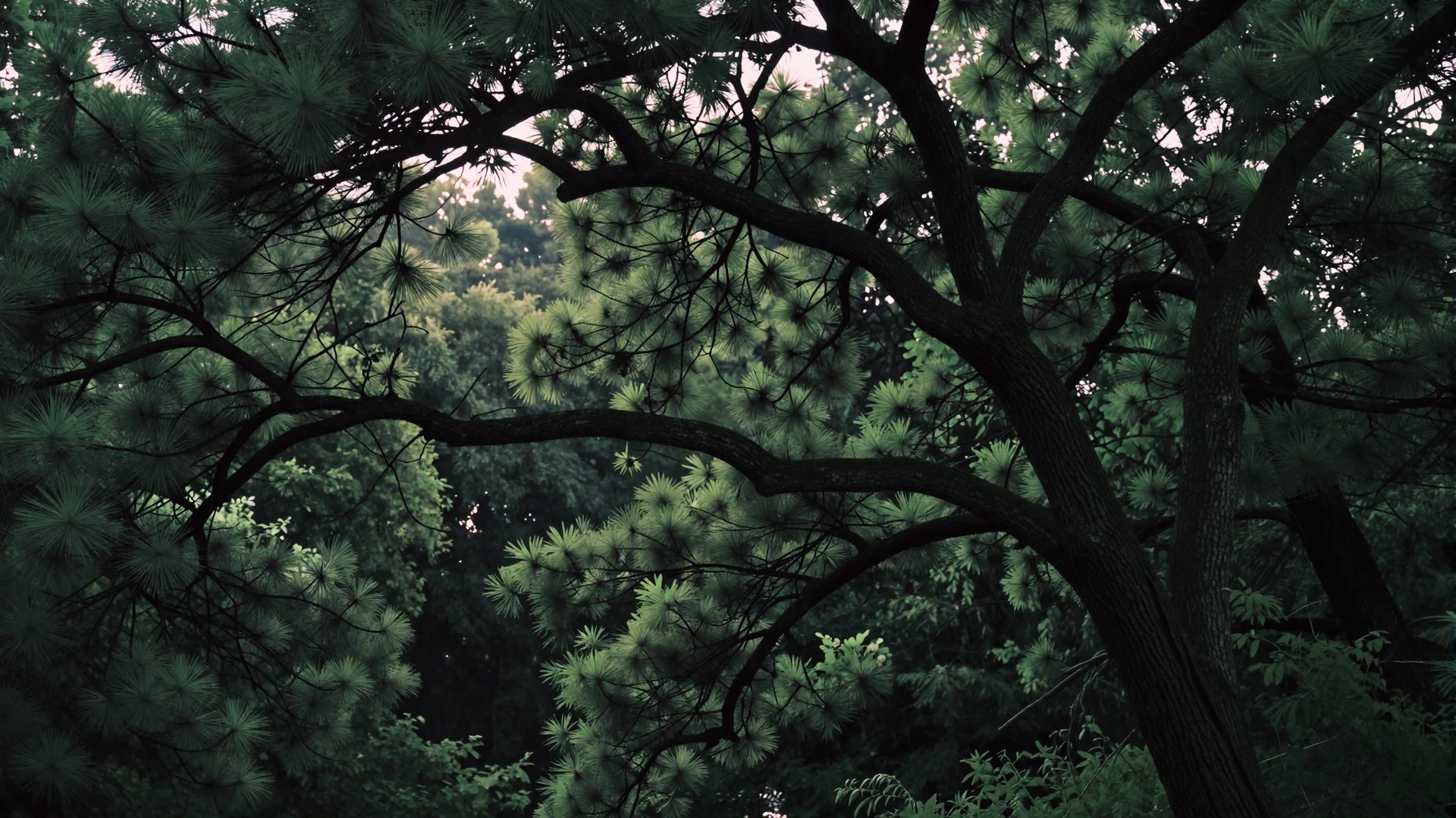Forest canopy at dusk representing the calm, premium atmosphere of Salmadate professional dating site